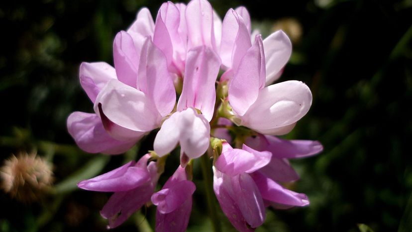 Penngift crown vetch