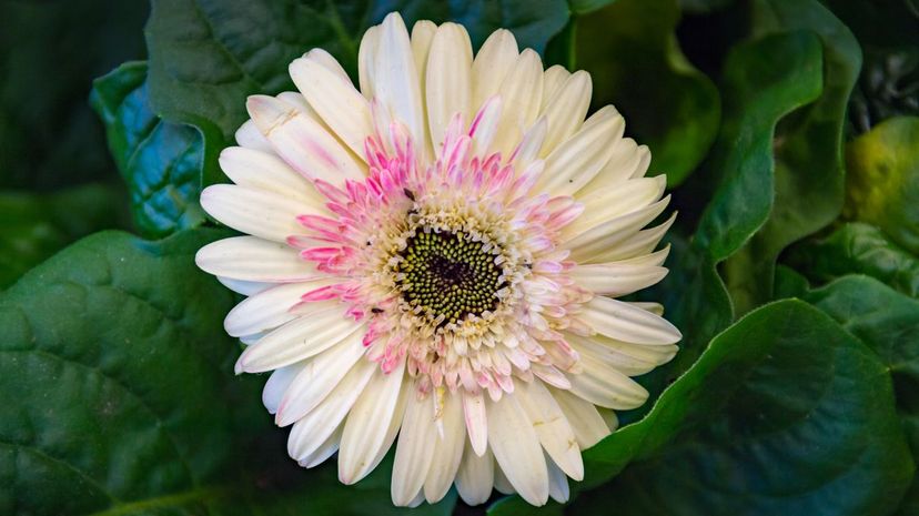 Gerbera