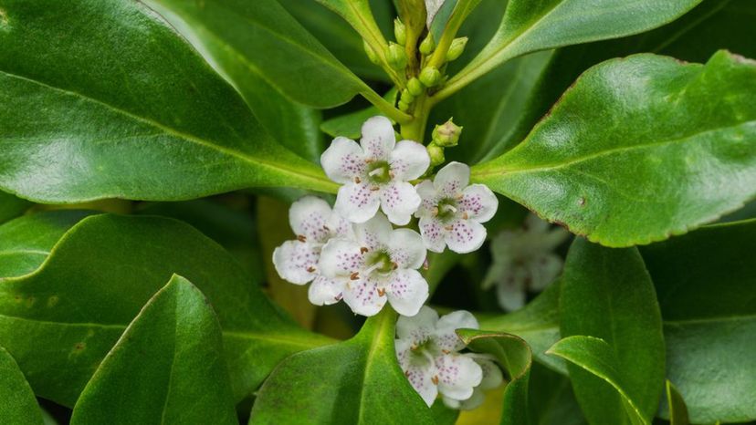 Myoporum