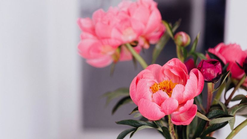 38 Peony