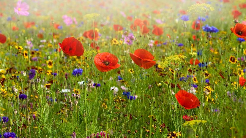 5 - field of flowers