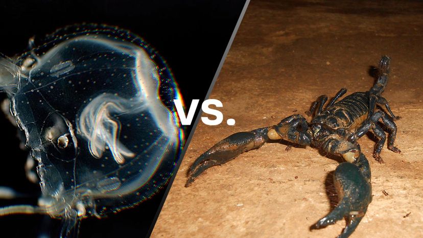 Box Jellyfish vs Scorpion