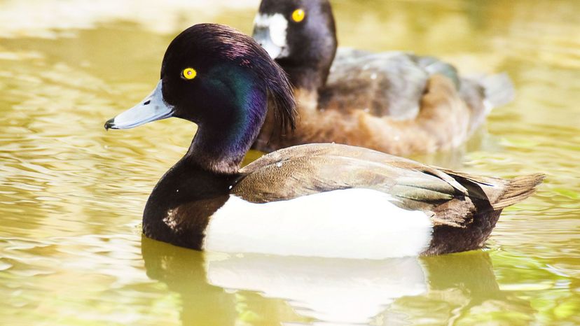 Tufted Duck