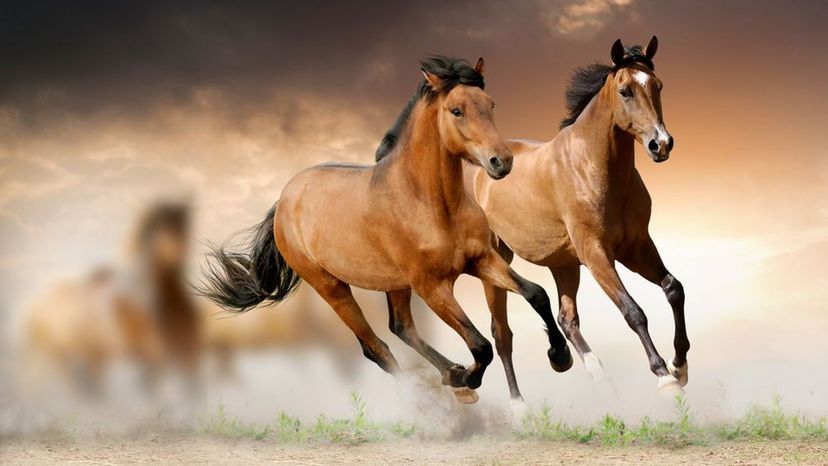 How Much Do You Really Know About Horses?