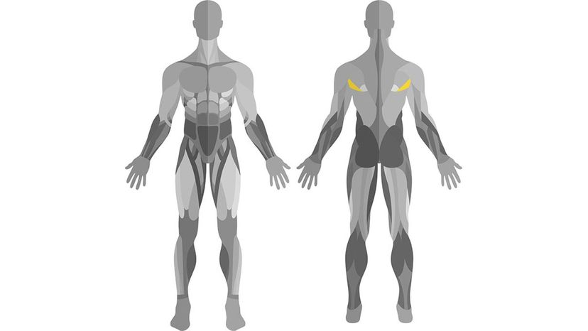 Teres Major