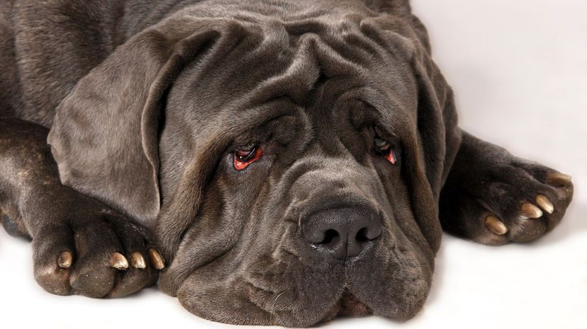 Neapolitan mastiff