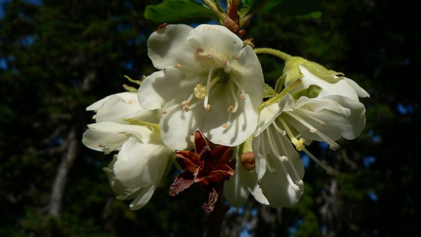 Rhododendron