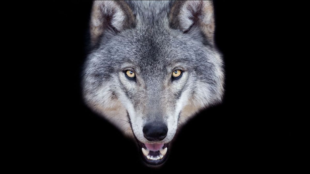 Are You a Wolf, Bear or a Lion Based on Your MyersBriggs Personality