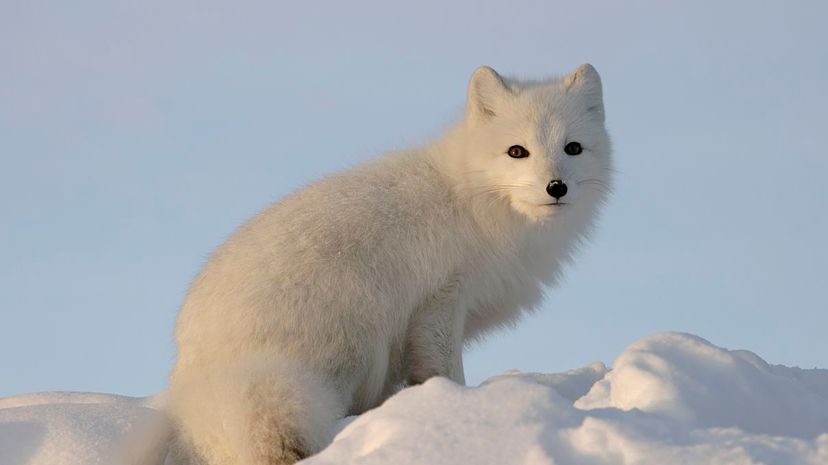 Arctic fox