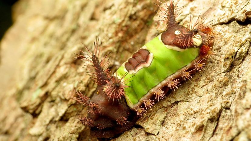 Saddleback caterpillar