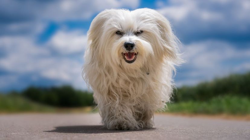 Maltese