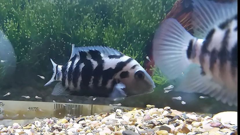 Convict Cichlid