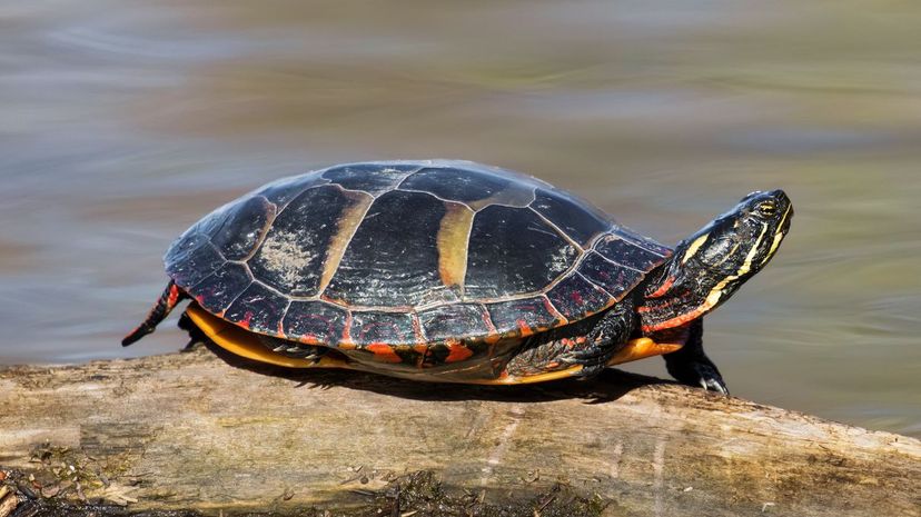 24 painted turtle