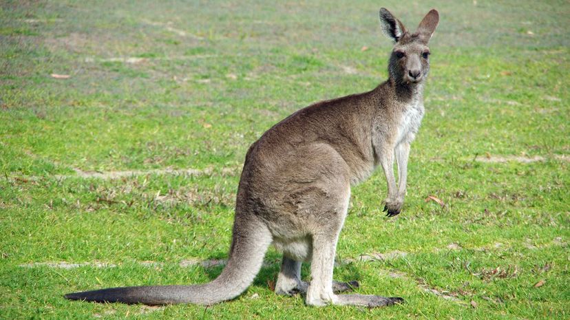 Kangaroo