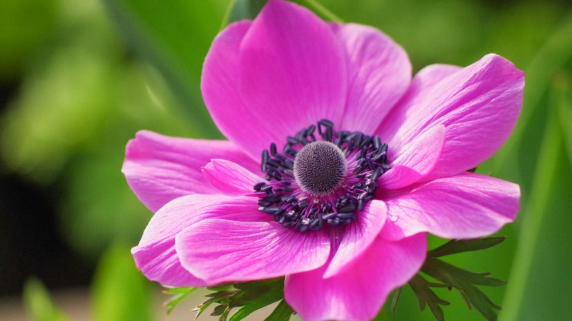 26 Anemone GettyImages-1025715734