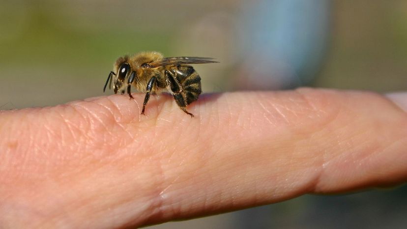 Bee on hand
