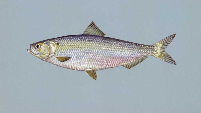 Herring