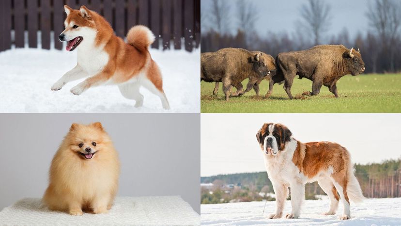 St. Bernard, pomeranian, akita, European bison