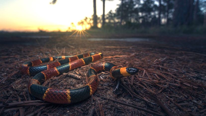 Eastern coral snake