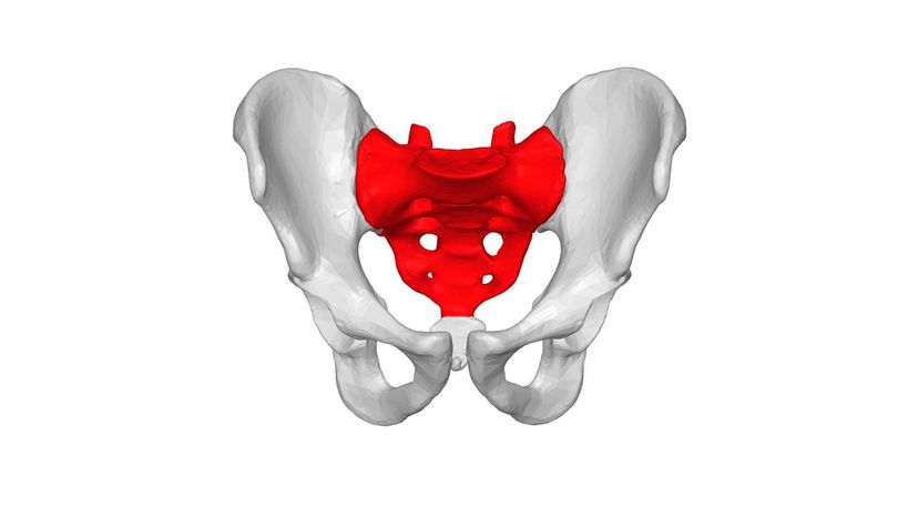 Sacrum