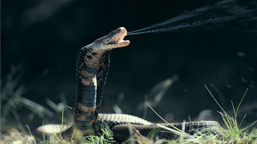 How Does This Snake Kill Its Prey?