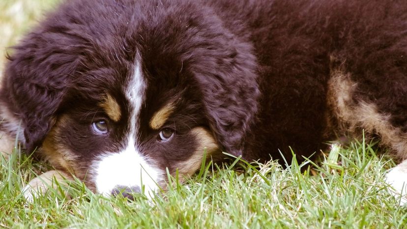 Bernese Mountain Dog