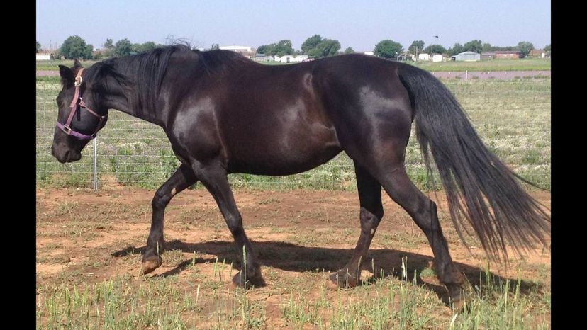 Missouri Fox Trotter