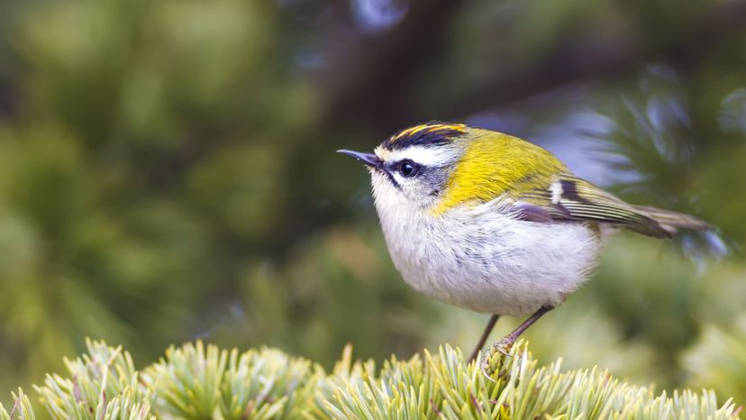 Firecrest