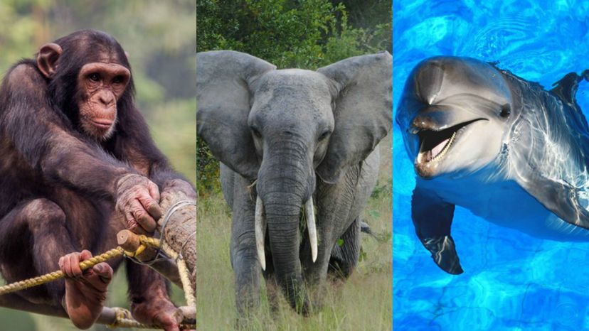 Which Wild Animal Are You?