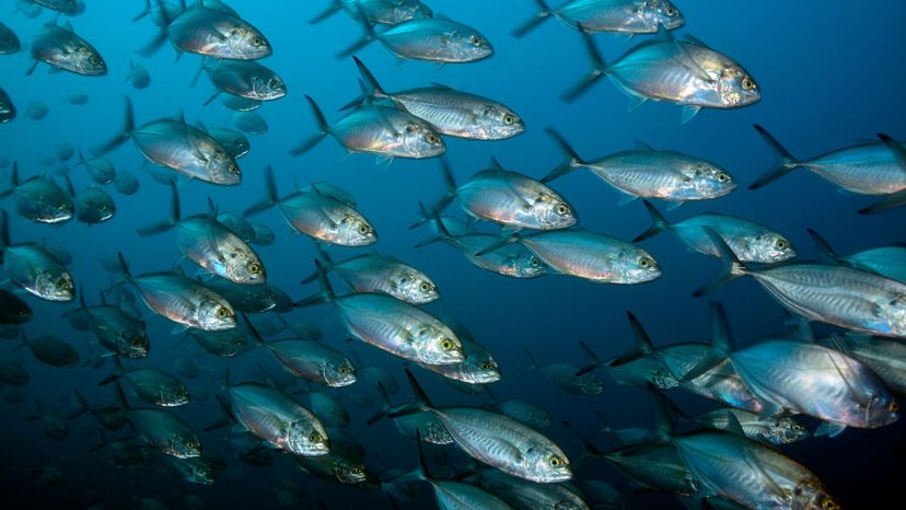 Can You Identify These Canadian Fish?