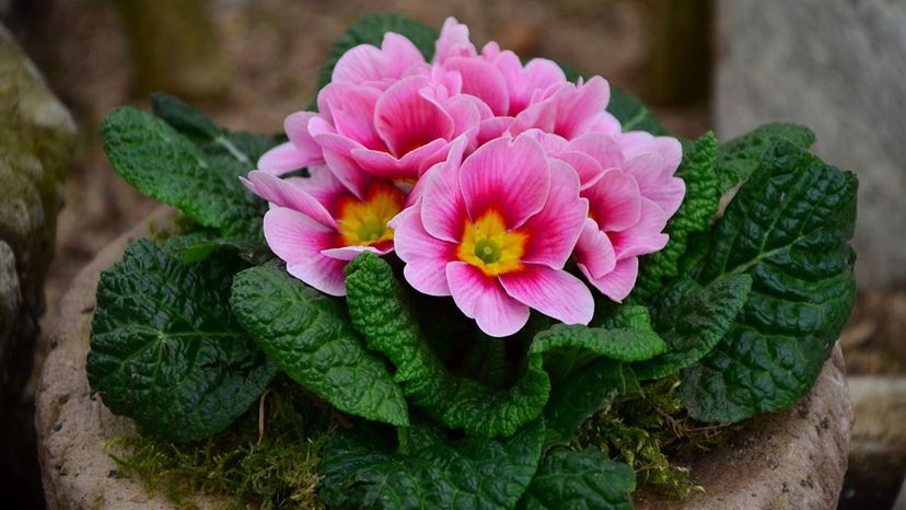 primrose