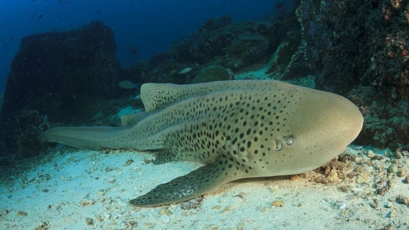 Zebra Shark