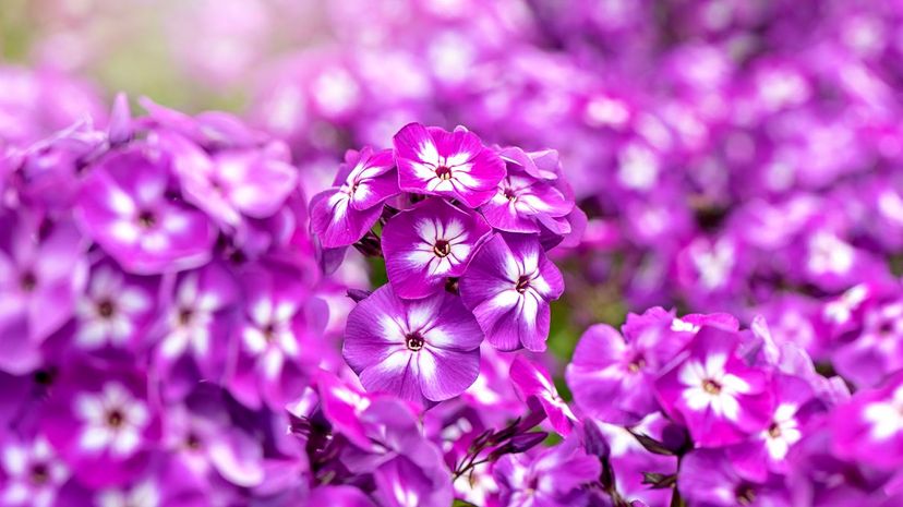 Garden Phlox