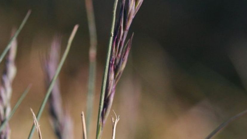 Hard Fescue