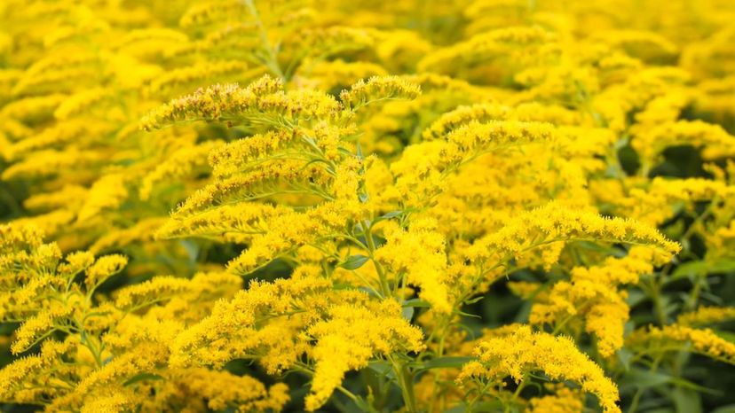 Goldenrod