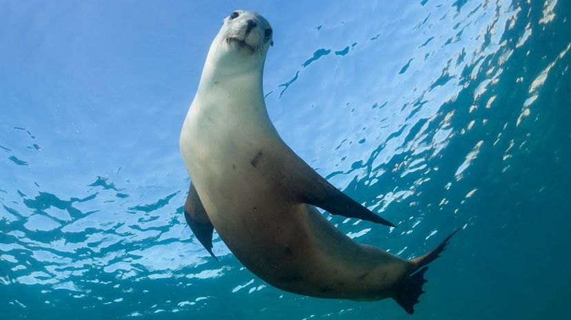 Seal