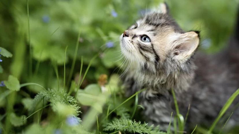 Outdoor kitten