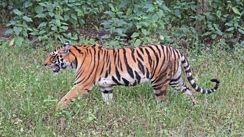 Bengal Tiger