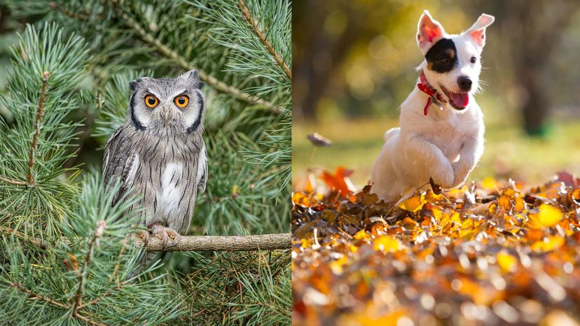 Which Weird AF Animal Combination Are You and Your Significant Other?