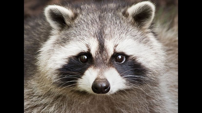 Raccoon