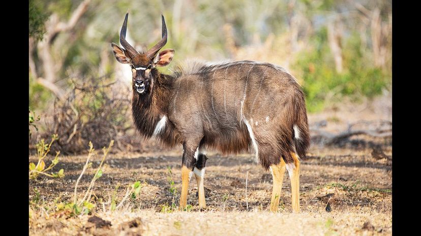 Nyala