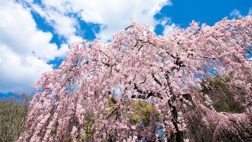 Pink weeping cherry tree