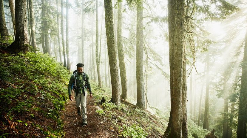 Man hiking in forest