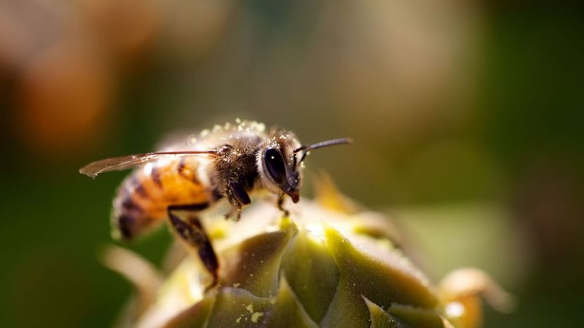 Cactus bee