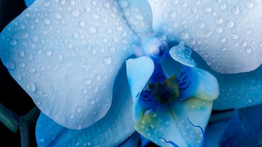 What Flower Symbolizes Your Sexuality?