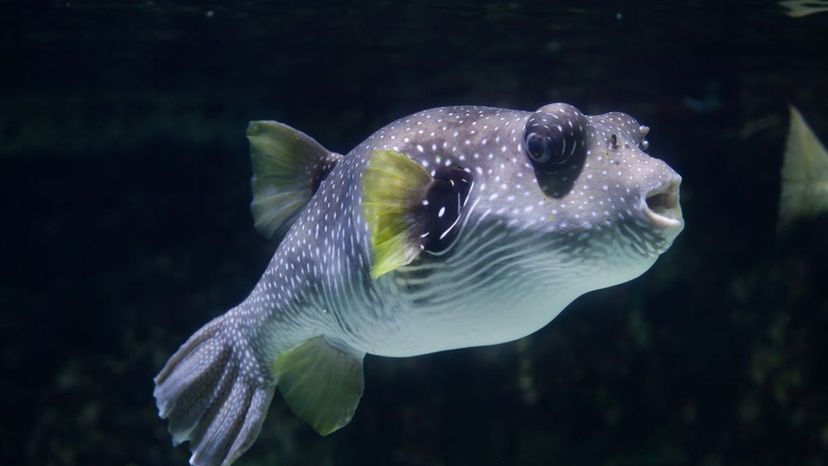 Spotted Puffer