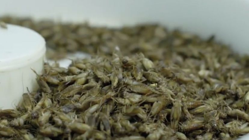 10 dried crickets