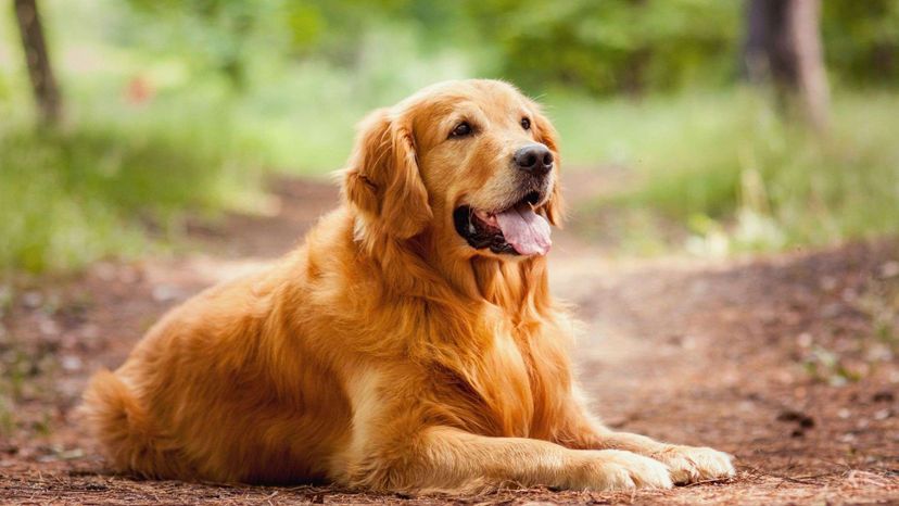 Golden retriever