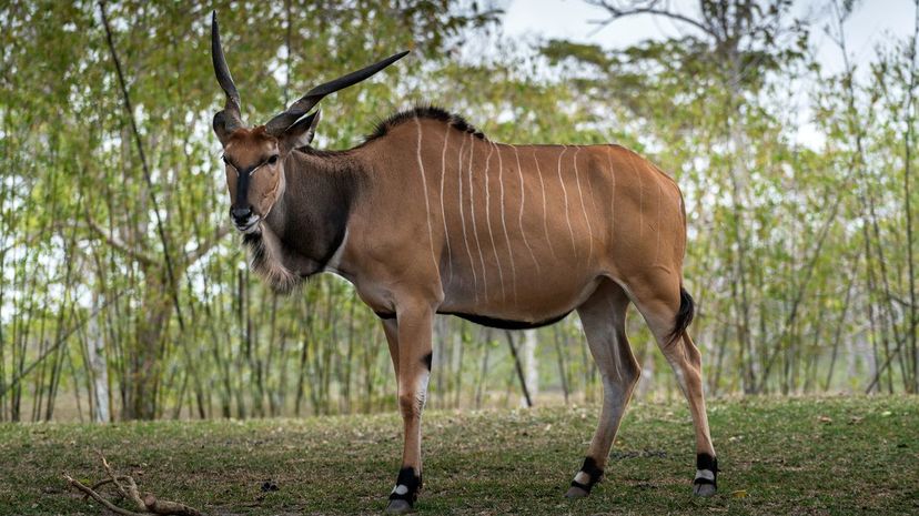 Giant Eland