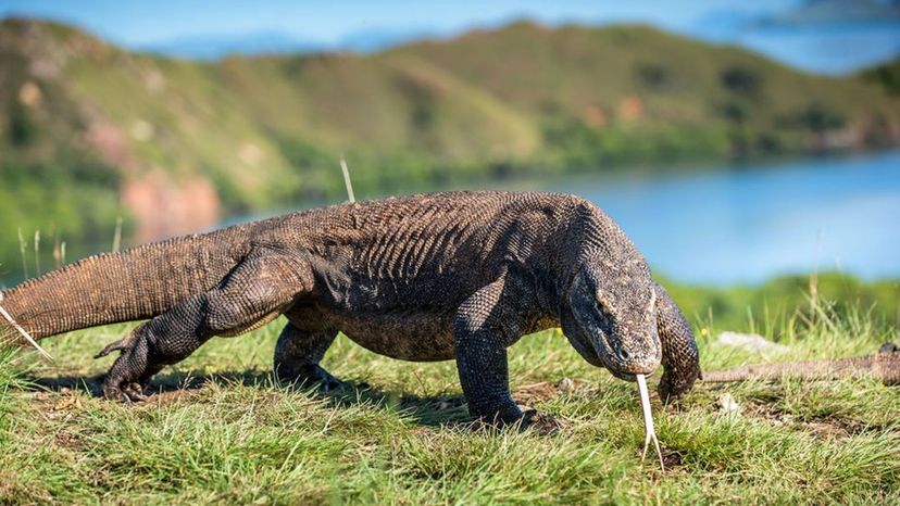 Komodo Dragon